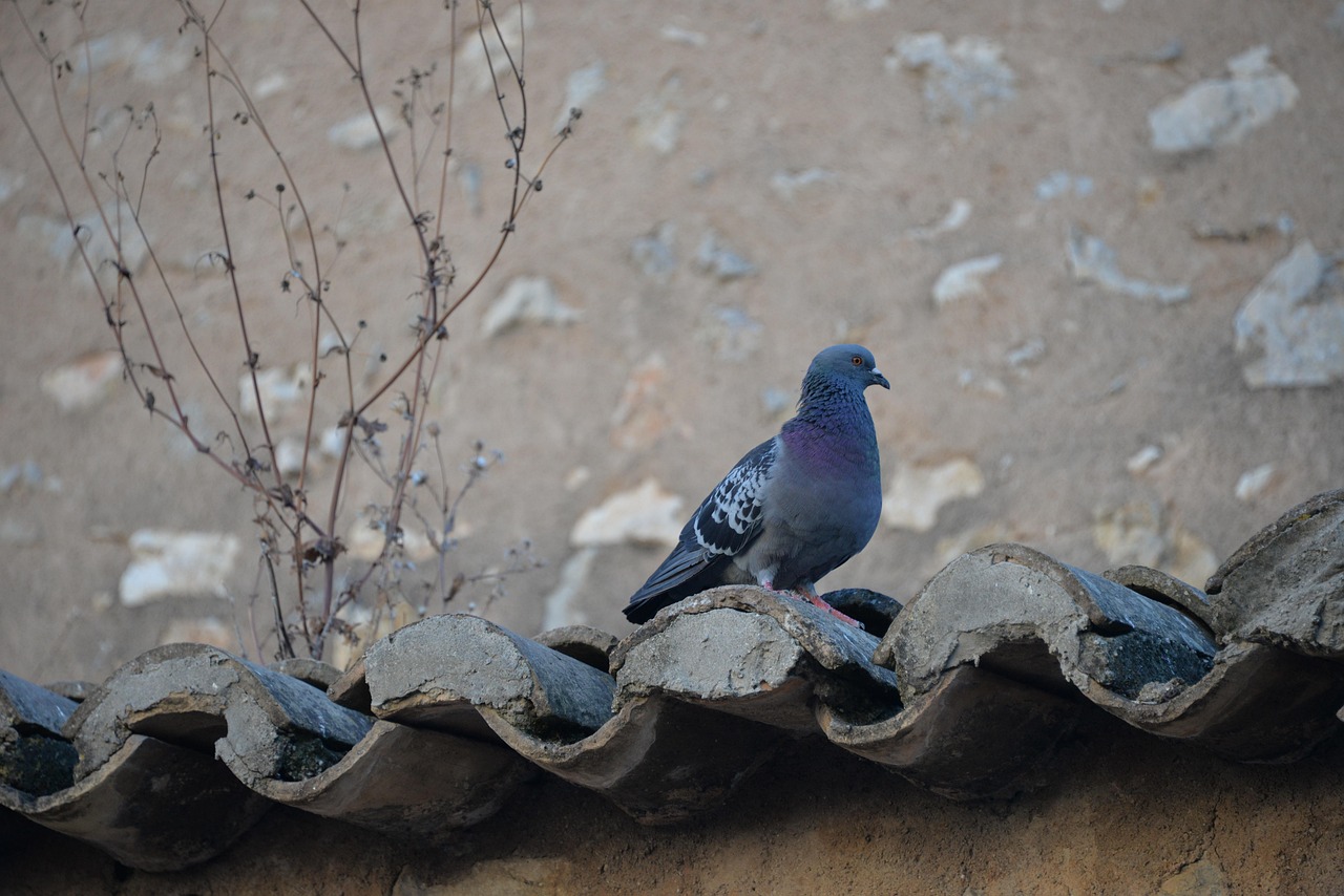Pigeon posé sur une toiture en tuiles, indice d'une nidification à surveiller