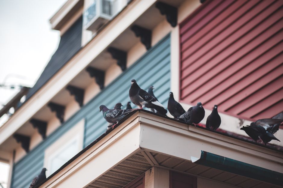 Groupe de pigeons posés sur les tuiles d'une toiture, signe d'une installation à traiter